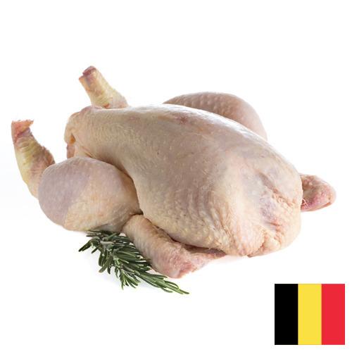 мясо птицы тушка из Бельгии