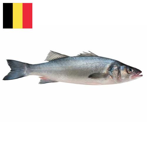 Окунь морской из Бельгии