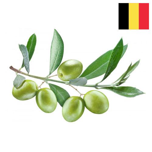Оливки из Бельгии