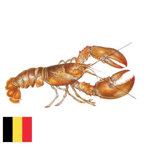 Омары из Бельгии