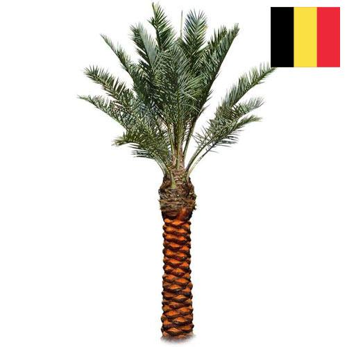 Пальмы из Бельгии