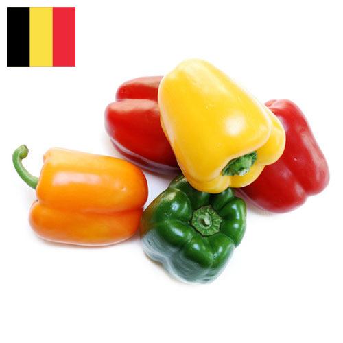 перец болгарский свежий из Бельгии