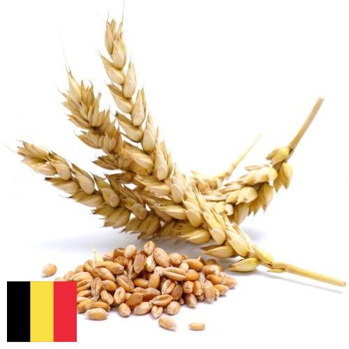 Пшеница из Бельгии