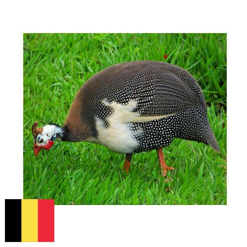 птица из Бельгии