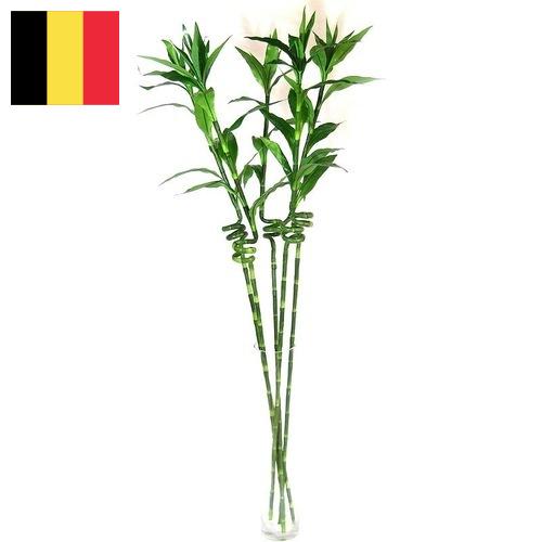 Растения искусственные из Бельгии