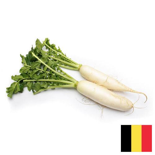 редиска из Бельгии