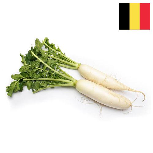 Редька из Бельгии
