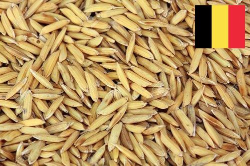 рис сырец из Бельгии