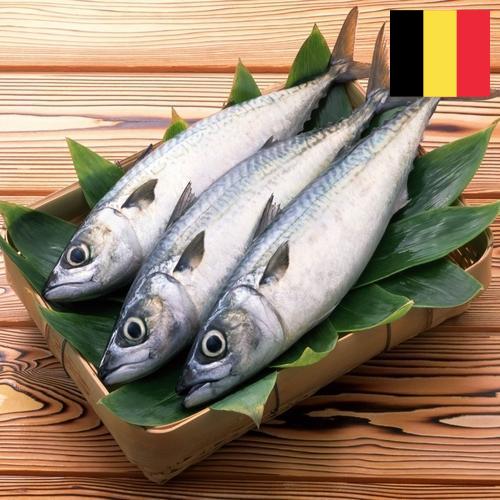 рыба свежая из Бельгии