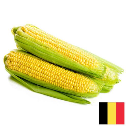 Сахарная кукуруза из Бельгии