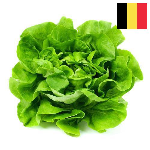 Салат латук из Бельгии