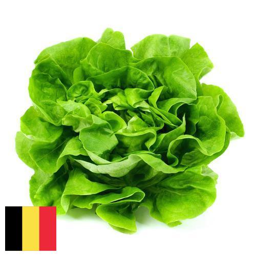 салат из Бельгии