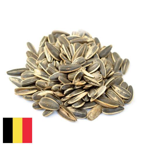 Семечки подсолнуха из Бельгии