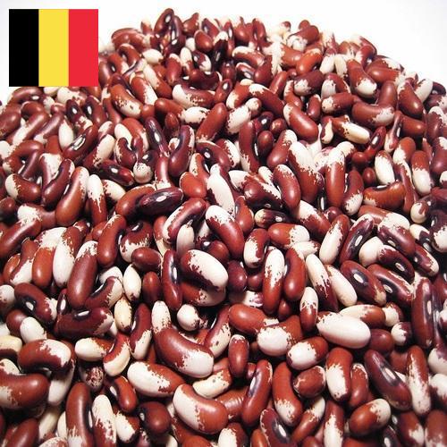 Семена бобов из Бельгии