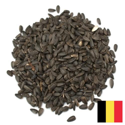 Семена цветов из Бельгии