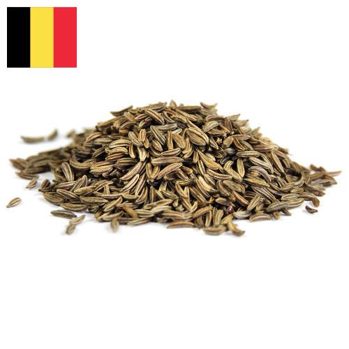 Семена фенхеля из Бельгии