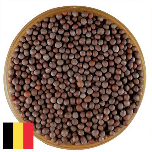 семена горчица из Бельгии