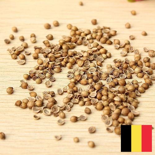 Семена овощей из Бельгии