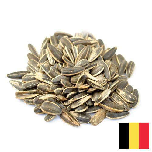 Семена подсолнечника из Бельгии