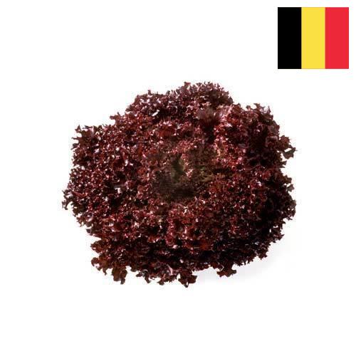 Семена салата из Бельгии