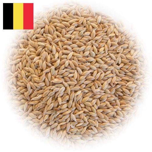 семена трав из Бельгии