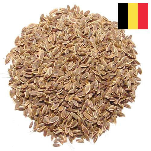 Семена укропа из Бельгии