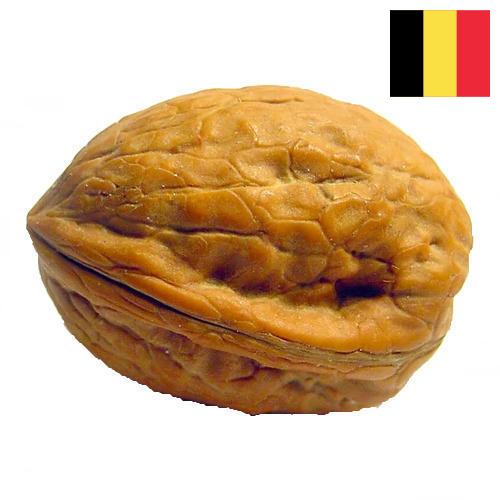 Скорлупа грецкого ореха из Бельгии