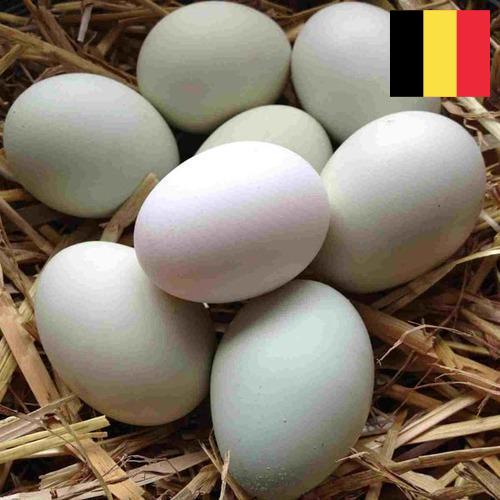 субпродукты птицы из Бельгии