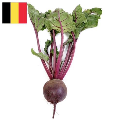 Свекла столовая из Бельгии