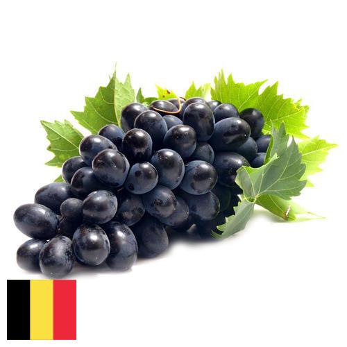 Виноград из Бельгии