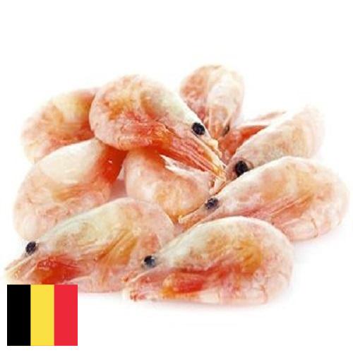 замороженные креветки из Бельгии