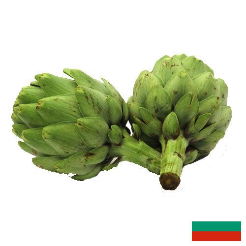 артишок из Болгарии