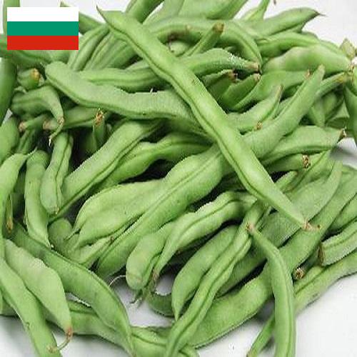 Бобы из Болгарии