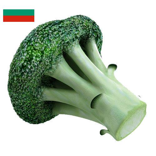 брокколи из Болгарии