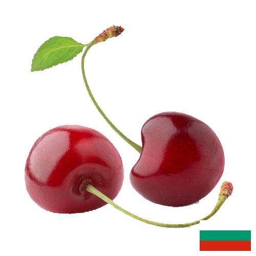 Черешня из Болгарии