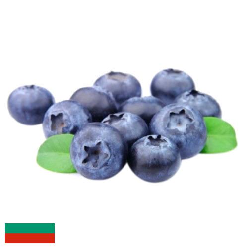 Черника из Болгарии