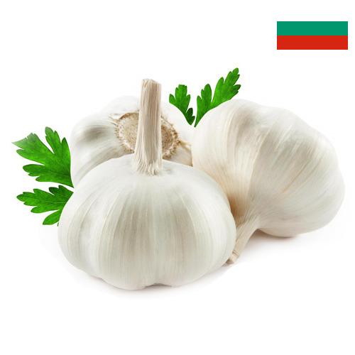 Чеснок из Болгарии