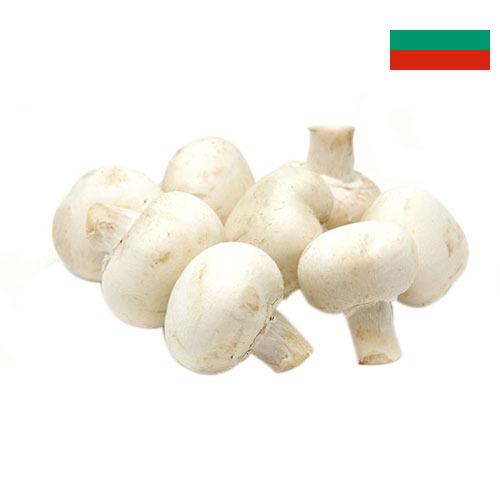 Грибы белые из Болгарии