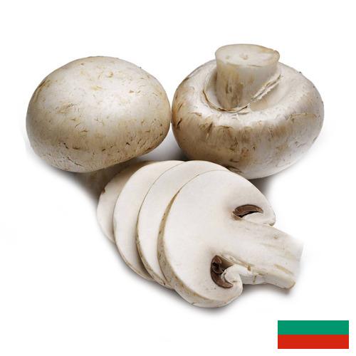 Грибы из Болгарии