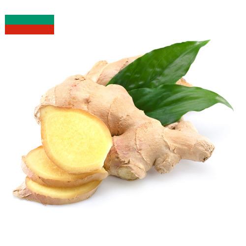 Имбирь из Болгарии