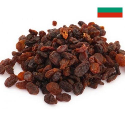 Изюм из Болгарии