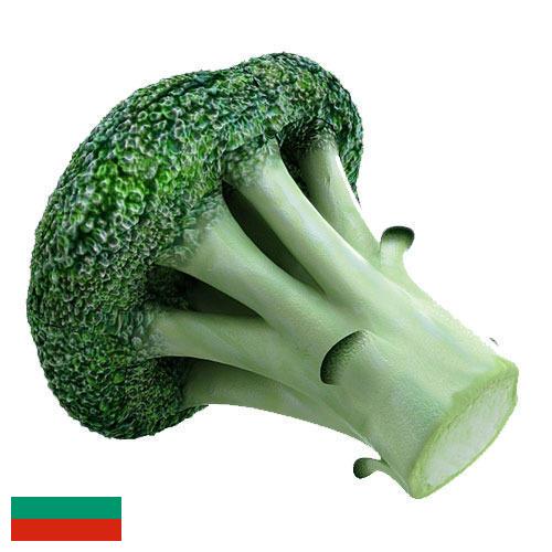 Капуста брокколи из Болгарии