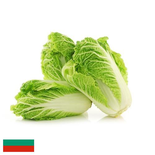 Капуста китайская из Болгарии