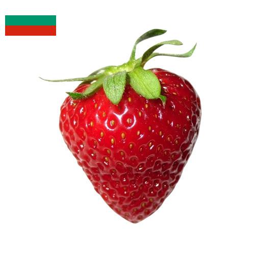 Клубника из Болгарии