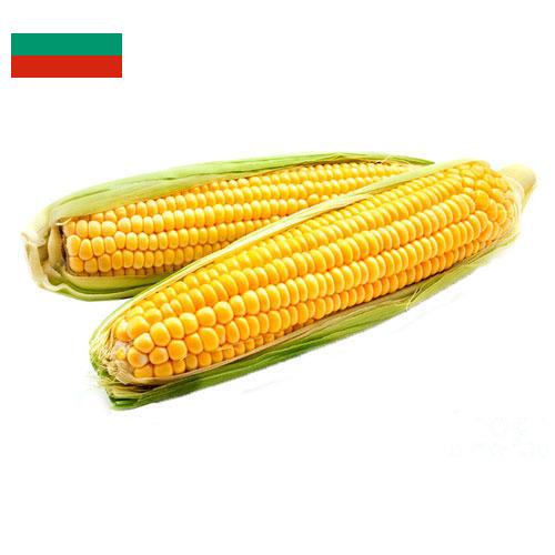 Кукуруза из Болгарии