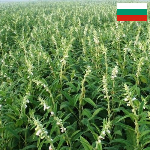 Кунжут из Болгарии