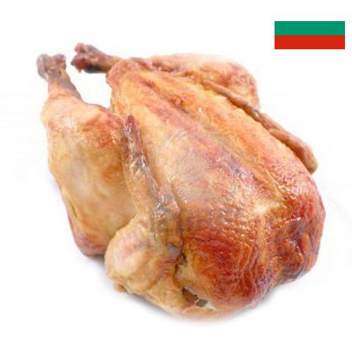 Кура из Болгарии