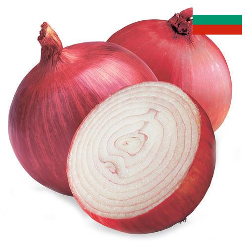 Лук красный из Болгарии