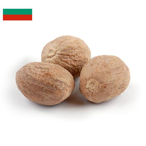 Мускатный орех из Болгарии