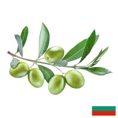 Оливки из Болгарии